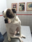 Senna,amerikaans bulldog,6 jr. heeft 2 knie-operaties gehad en spondylosis. Zij krijgt met succes acupunctuur.
